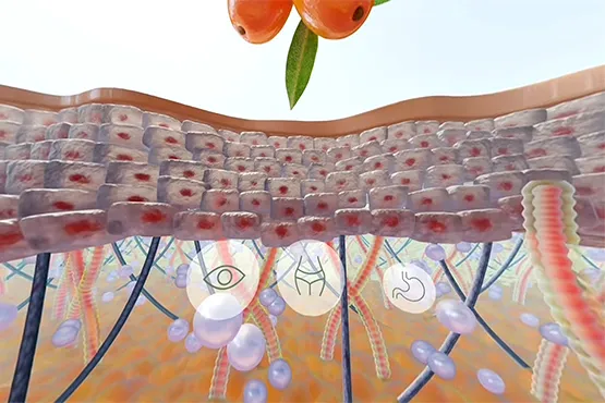 Postproducción del vídeo 360 CGI para Vitae mostrando capas de piel y simulación de activos cosméticos